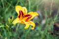 Hemerocallis Bonanza, Bonanza Daylily, perennial tuft forming herb with linear leaves and canary-yellow flowers with deep red Royalty Free Stock Photo