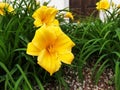 Hemerocallis bushes with yellow flowers Royalty Free Stock Photo