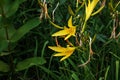 Hemerocallis citrina, common names citron daylily and long yellow daylily, is a species of herbaceous perennial plant in the