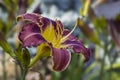 Hemerocallis David Kirchhoff