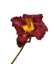 Hemerocallis daylily ÃâÃÂ«Ebony VelvetÃâÃÂ» on a white background i Royalty Free Stock Photo