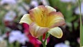 Hemerocallis Eenie Allegro flower
