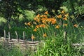 Hemerocallis flower and fence Royalty Free Stock Photo