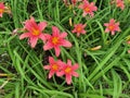 Hemerocallis. Flowering daylily flowers in garden.