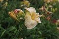 Hemerocallis. Flowering daylily flowers in garden.