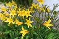 Hemerocallis. Flowering daylily flowers in garden.