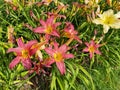 Hemerocallis. Flowering daylily flowers in garden.