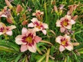 Hemerocallis. Flowering daylily flowers in garden.