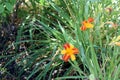 Hemerocallis `Frans Hals`, Day Lily cultivar Royalty Free Stock Photo