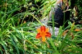 Hemerocallis `Frans Hals`, Day Lily cultivar Royalty Free Stock Photo