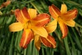 Hemerocallis `Frans Hals` Daylily. Motley yellow and orange lilies.