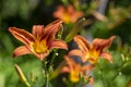 Hemerocallis fulva beautiful bright color orange plants in bloom, ornamental flowering daylily flowers in natural parkland Royalty Free Stock Photo