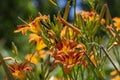 Hemerocallis fulva beautiful bright color orange plants in bloom, ornamental flowering daylily flowers in natural parkland Royalty Free Stock Photo