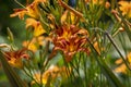 Hemerocallis fulva beautiful bright color orange plants in bloom, ornamental flowering daylily flowers in natural parkland Royalty Free Stock Photo