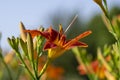 Hemerocallis fulva beautiful bright color orange plants in bloom, ornamental flowering daylily flowers in natural parkland Royalty Free Stock Photo