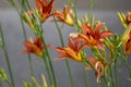 Hemerocallis fulva beautiful orange plants in bloom, ornamental flowering daylily flowers in natural parkland Royalty Free Stock Photo