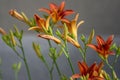 Hemerocallis fulva beautiful orange plants in bloom, ornamental flowering daylily flowers in natural parkland Royalty Free Stock Photo