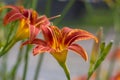 Hemerocallis fulva beautiful orange plants in bloom, ornamental flowering daylily flowers in natural parkland Royalty Free Stock Photo