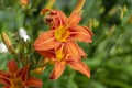 Hemerocallis fulva beautiful orange plants in bloom, ornamental flowering daylily flowers in natural parkland Royalty Free Stock Photo