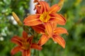 Hemerocallis fulva beautiful orange plants in bloom, ornamental flowering daylily flowers in natural parkland Royalty Free Stock Photo