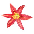Hemerocallis Fulva close-up aquarelle flower Royalty Free Stock Photo