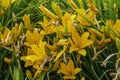 Hemerocallis Fulva Flower, Belongs to the Xanthorrhoeaceae Family Royalty Free Stock Photo