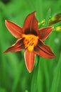 Hemerocallis fulva kwanso, the orange day-lily, tawny daylily, tiger daylily, fulvous daylily ditch lily