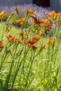 Hemerocallis fulva or the orange day-lily. Corn lily flowering in the garden. Close up. Detail Royalty Free Stock Photo