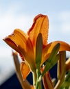 Hemerocallis fulva or the orange day-lily. Corn lily flowering in the garden. Close up. Detail Royalty Free Stock Photo