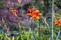 Hemerocallis fulva or the orange day-lily. Corn lily flowering in the garden. Close up. Detail Royalty Free Stock Photo