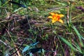 Hemerocallis fulva or the orange day-lily. Corn lily flowering in the garden. Close up. Detail Royalty Free Stock Photo