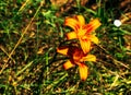 Hemerocallis fulva or the orange day-lily. Corn lily flowering in the garden. Close up. Detail Royalty Free Stock Photo