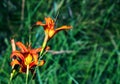 Hemerocallis fulva or the orange day-lily. Corn lily flowering in the garden. Close up. Detail Royalty Free Stock Photo