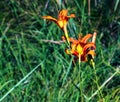 Hemerocallis fulva or the orange day-lily. Corn lily flowering in the garden. Close up. Detail Royalty Free Stock Photo