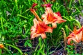 Hemerocallis fulva or the orange day-lily. Corn lily flowering in the garden. Close up. Detail Royalty Free Stock Photo