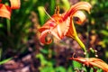 Hemerocallis fulva or the orange day-lily. Corn lily flowering in the garden. Close up. Detail Royalty Free Stock Photo