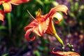 Hemerocallis fulva or the orange day-lily. Corn lily flowering in the garden. Close up. Detail Royalty Free Stock Photo