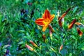 Hemerocallis fulva or the orange day-lily. Corn lily flowering in the garden. Close up. Detail Royalty Free Stock Photo