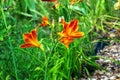 Hemerocallis fulva or the orange day-lily. Corn lily flowering in the garden. Close up. Detail Royalty Free Stock Photo