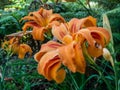 Hemerocallis fulva, found in the gardens of the Quinta da Regaleira Estate, Sintra, Portugal