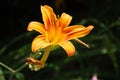 Hemerocallis fulva, Orange daylily close-up Royalty Free Stock Photo