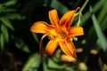 Hemerocallis fulva, Orange daylily close-up. Bright garden flower Royalty Free Stock Photo