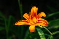 Hemerocallis fulva, Orange daylily close-up. Bright garden flower Royalty Free Stock Photo