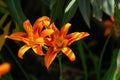 Hemerocallis fulva, Orange daylily close-up Royalty Free Stock Photo