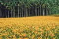 Hemerocallis Fulva/Orange Daylily flowers Royalty Free Stock Photo