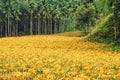 Hemerocallis Fulva/Orange Daylily flowers Royalty Free Stock Photo