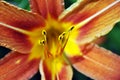 Hemerocallis fulva, the orange, tawny, tiger or fulvous daylily, ditch lily railroad, roadside, outhouse lily pistil close up