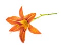 Hemerocallis fulva in studio