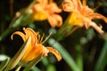 Hemerocallis fulva, tawny or orange daylily Royalty Free Stock Photo