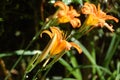 Hemerocallis fulva, tawny or orange daylily Royalty Free Stock Photo